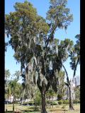 Tampa 2010
